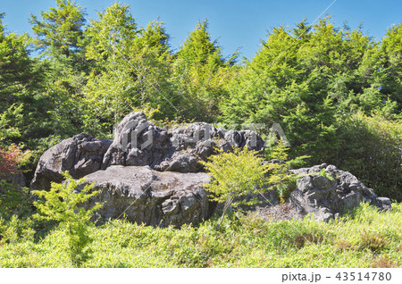 夏の終わりの池の平湿原　忠治の隠れ岩 43514780