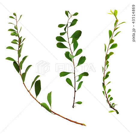 Set of twigs with small green leaves Set of twigs with small green leaves 43514869