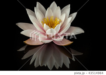 Pink water lily Pink water lily 43514964
