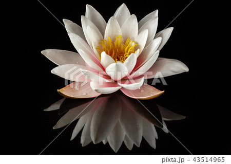 Pink water lily 43514965