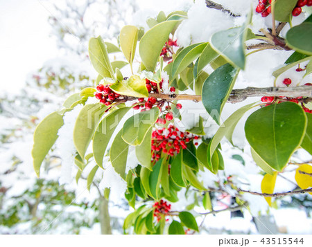 くろがねもち 43515544