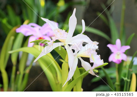 カトレアの花 43515565