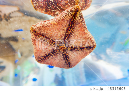 ヒトデ 43515603