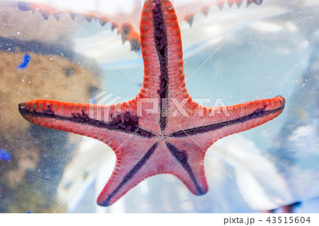 ヒトデ 43515604