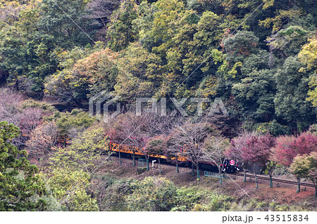 嵯峨野トロッコ列車 43515834