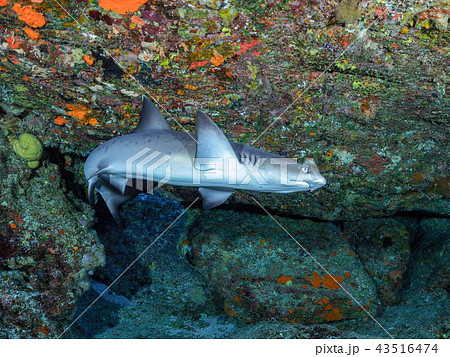 ネムリブカ 43516474