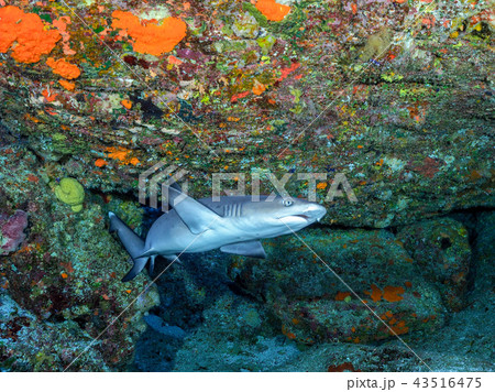 ネムリブカ ネムリブカ 43516475