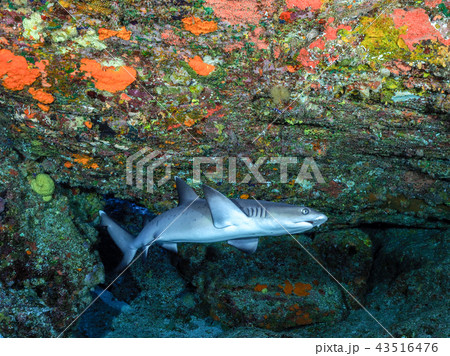 ネムリブカ ネムリブカ 43516476