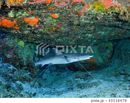 ネムリブカ ネムリブカ 43516479