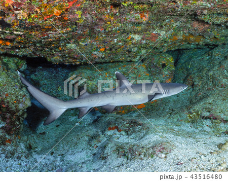 ネムリブカ 43516480