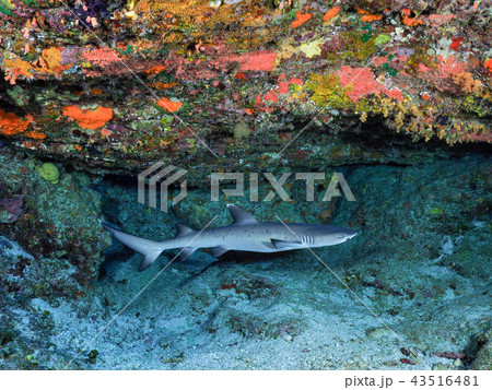 ネムリブカ ネムリブカ 43516481