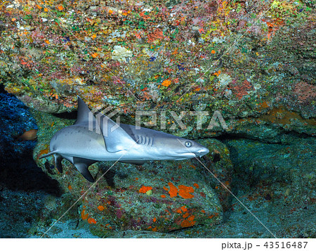 ネムリブカ ネムリブカ 43516487