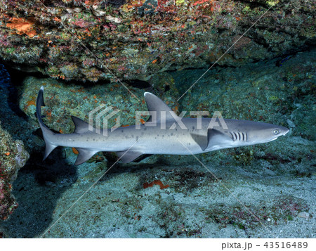 ネムリブカ ネムリブカ 43516489