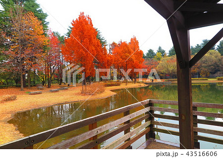 池のある秋の公園の風景9 43516606