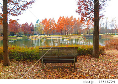 池のある秋の公園の風景13 池のある秋の公園の風景13 43516724