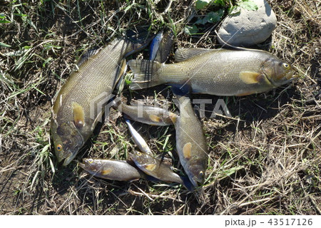 多摩川の土手に打ち上げられたコクチバス 多摩川の土手に打ち上げられたコクチバス 43517126