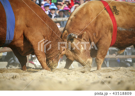 慶北 旅行 スポット 43518809