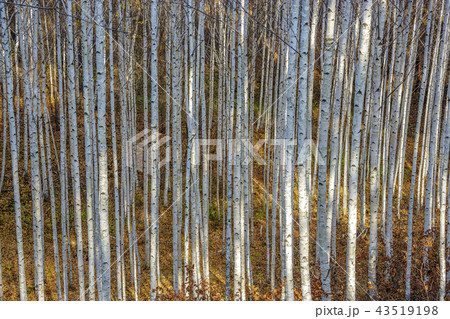 江原道 韓国 屋外 43519198