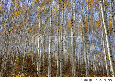 江原道 韓国 屋外 43519199