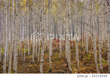 江原道 韓国 屋外 43519200