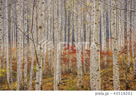 江原道 韓国 屋外 43519201