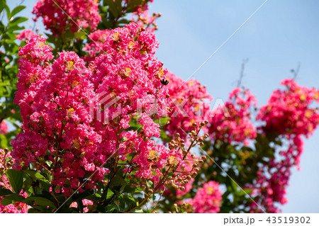 青空の元咲く、満開の百日紅 43519302