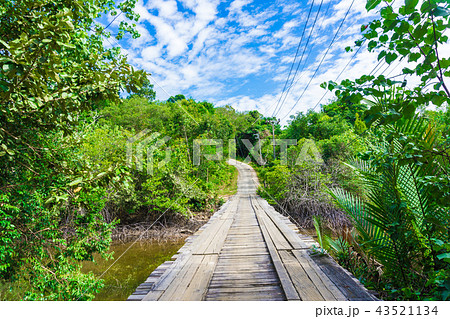Rural country slope road with green tree forest 43521134