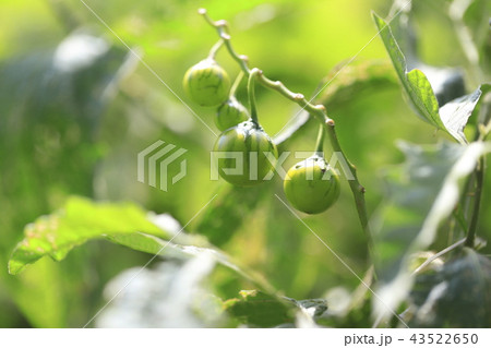 ワルナスビの実 ワルナスビの実 43522650