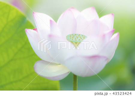 臼杵石仏公園のハス畑 臼杵石仏公園のハス畑 43523424