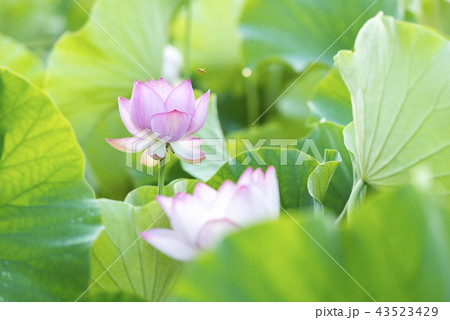 臼杵石仏公園のハス畑 臼杵石仏公園のハス畑 43523429