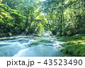 菊池渓谷の光芒 43523490