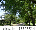 新緑の道 43523514