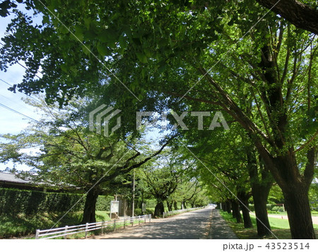 新緑の道 43523514