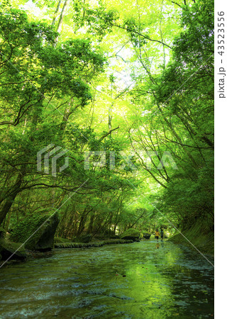 岳切渓谷 43523556