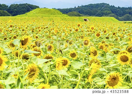 西都原古墳群の向日葵 43523588