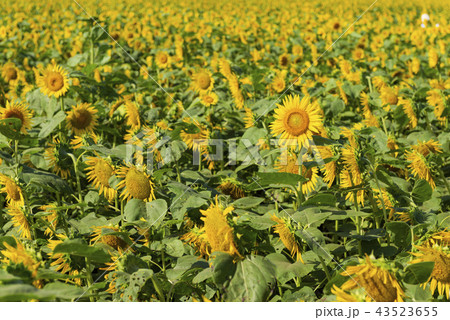 宮崎県高鍋町のひまわり畑の写真素材