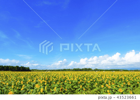 宮崎県高鍋町のひまわり畑 43523661