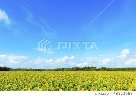 宮崎県高鍋町のひまわり畑 43523665