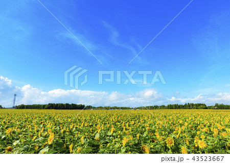 宮崎県高鍋町のひまわり畑 43523667