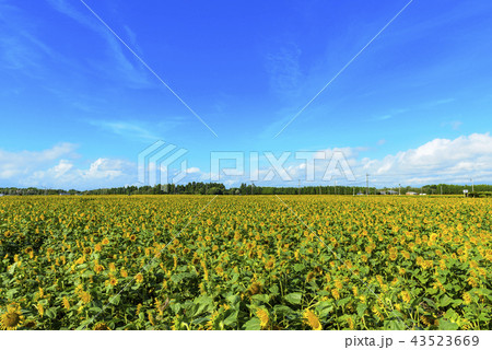 宮崎県高鍋町のひまわり畑 43523669