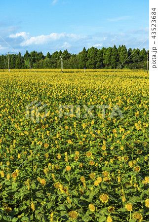 宮崎県高鍋町のひまわり畑の写真素材