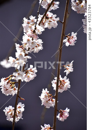 シダレザクラ（枝垂れ桜） 43523784