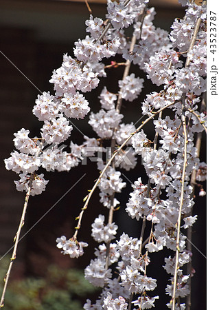 シダレザクラ（枝垂れ桜） 43523787