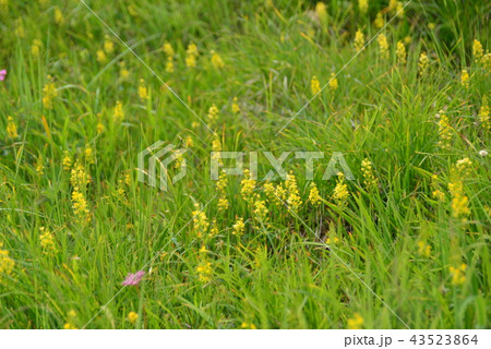 キンコウカ 43523864