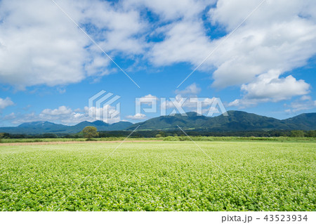 蕎麦の花と蒜山、大山　(岡山県真庭市蒜山地域より撮影) 43523934