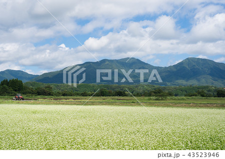 蕎麦の花と蒜山　(岡山県真庭市蒜山地域より撮影) 43523946