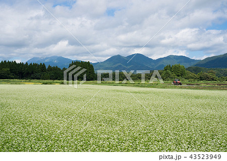 蕎麦の花と蒜山～大山の山並み　(岡山県真庭市蒜山地域より撮影) 43523949