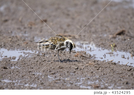 頭を掻くムナグロの夏羽 43524295