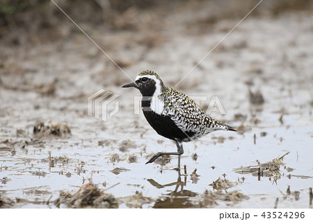 ムナグロの夏羽 43524296