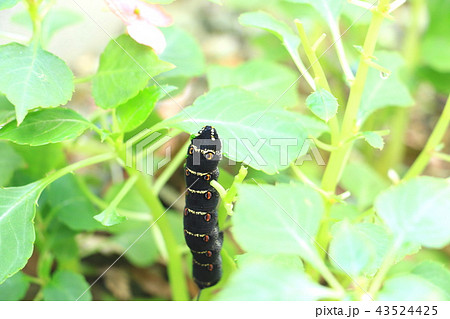 庭に咲く花の葉を食べるスズメガの幼虫の写真素材